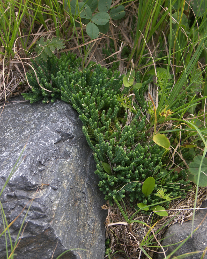 Изображение особи Diphasiastrum alpinum.