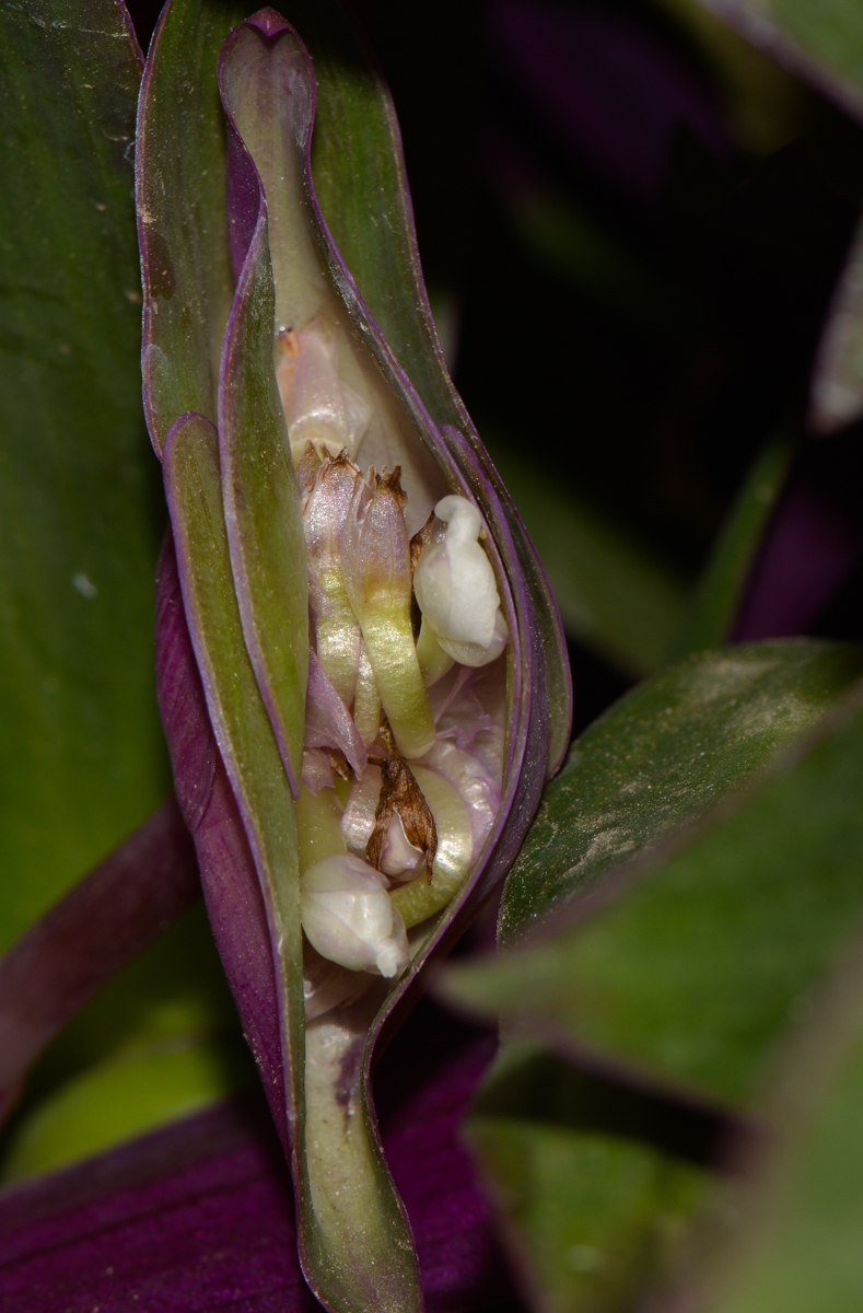 Image of Rhoeo spathacea specimen.