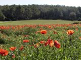 Papaver rhoeas. Цветущие растения на залежи. Испания, автономное сообщество Каталония, провинция Жирона, комарка Баш Эмпорда, муниципалитет Вилоприу. 23.04.2016.