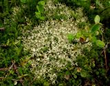 Cladonia uncialis. Кустистый таллом, зарастающий зелеными мхами и черникой. Красноярский край, Ермаковский р-н, Западный Саян, парк \"Ергаки\", окр. Ойского озера, ерниковые заросли из березы круголистной. 03.08.2009.