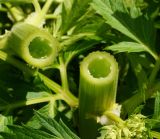 Pleurospermum uralense. Поперечный срез стебля. Восточный Казахстан, Кокпектинский р-н, 25 км в горы от с. Пантелеймоновка, ≈ 1000 м н.у.м., просека в лесу. 13.06.2016.