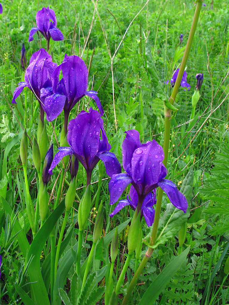 Image of Iris aphylla specimen.