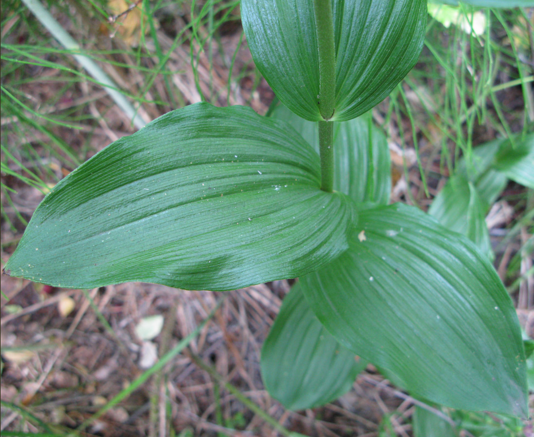 Изображение особи Epipactis helleborine.