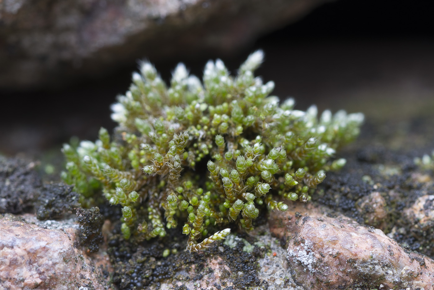 Изображение особи Bryum argenteum.