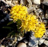 Galatella linosyris