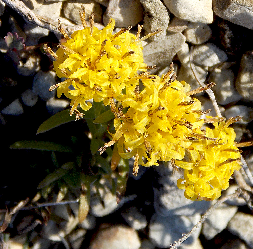 Image of Galatella linosyris specimen.