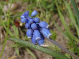 Muscari neglectum