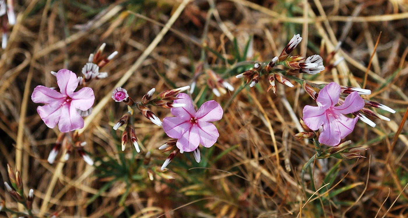 Image of Acantholimon alberti specimen.