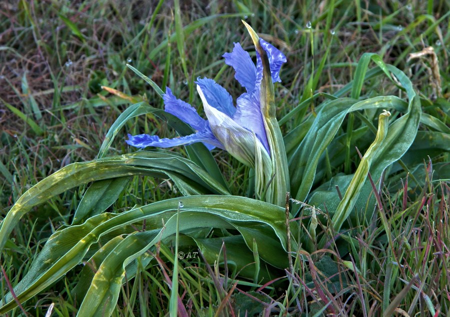 Image of Juno planifolia specimen.