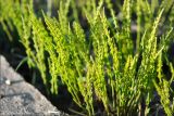 Equisetum palustre. Молодые побеги. Магаданская обл., Колымское нагорье, окр. пос. Ягодное. 28.05.2009.