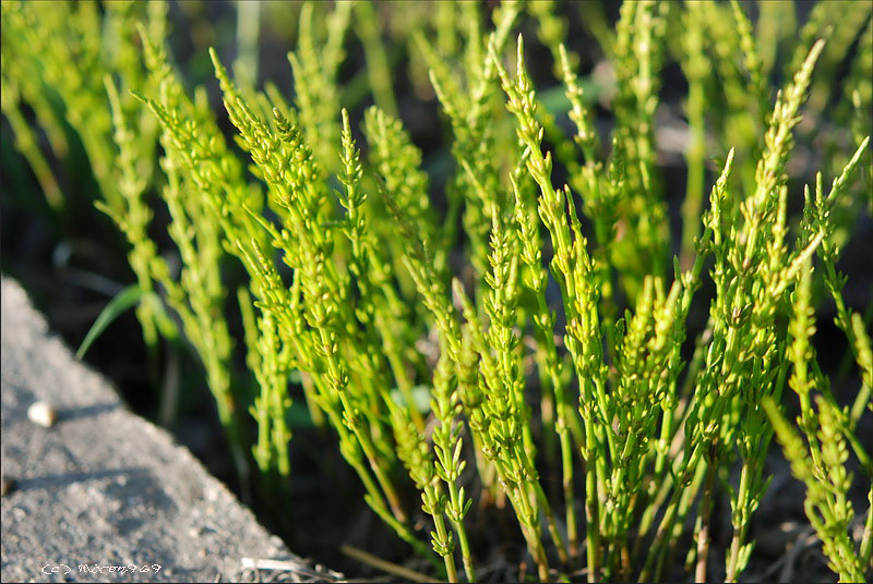 Image of Equisetum palustre specimen.