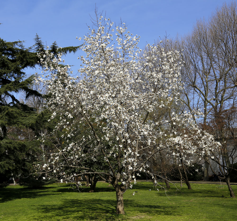 Image of Magnolia kobus specimen.