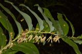 Polygonatum multiflorum. Часть побега с завязями. Молдова, Кишинев, Ботанический сад АН Молдовы. 19.05.2015.