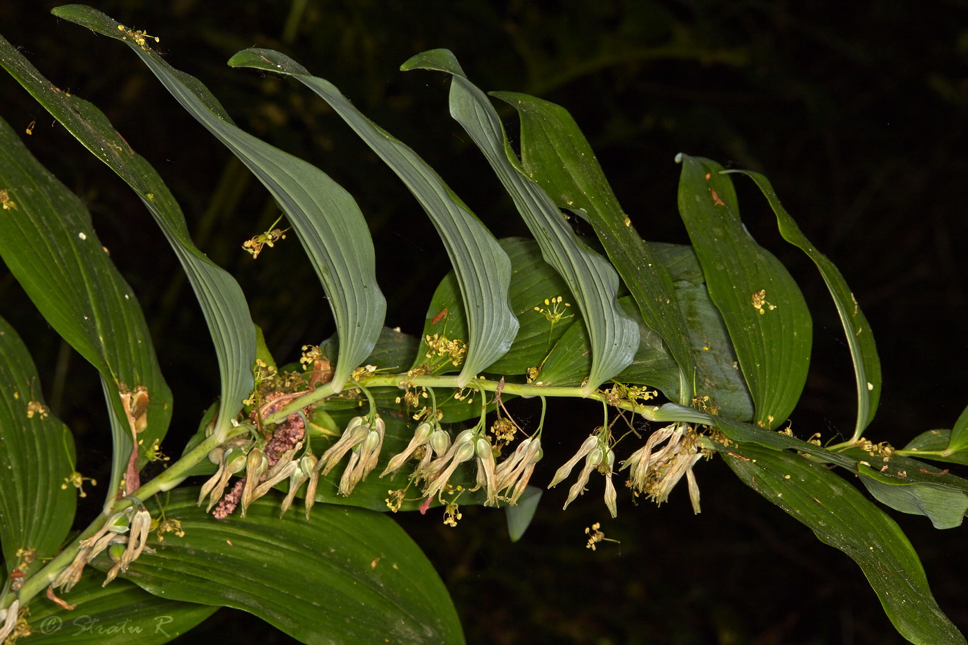 Image of Polygonatum multiflorum specimen.