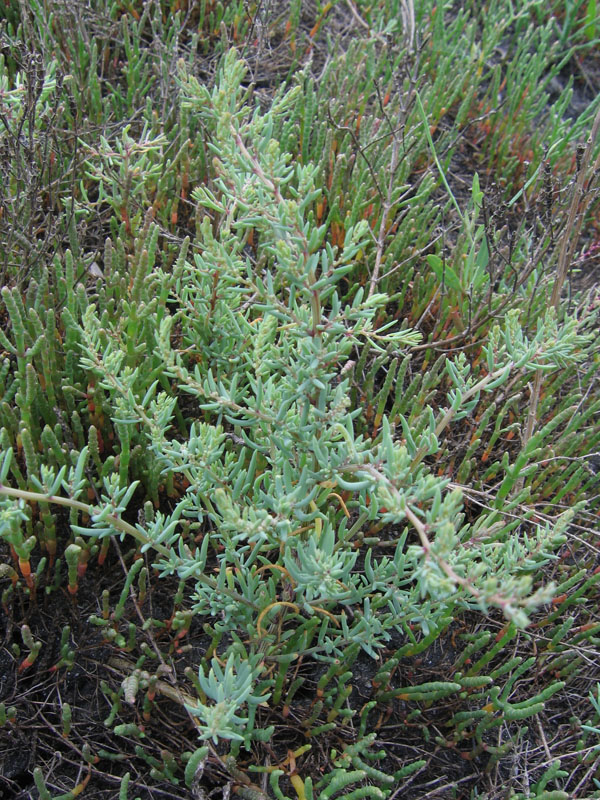 Image of genus Suaeda specimen.