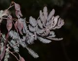 Acacia baileyana