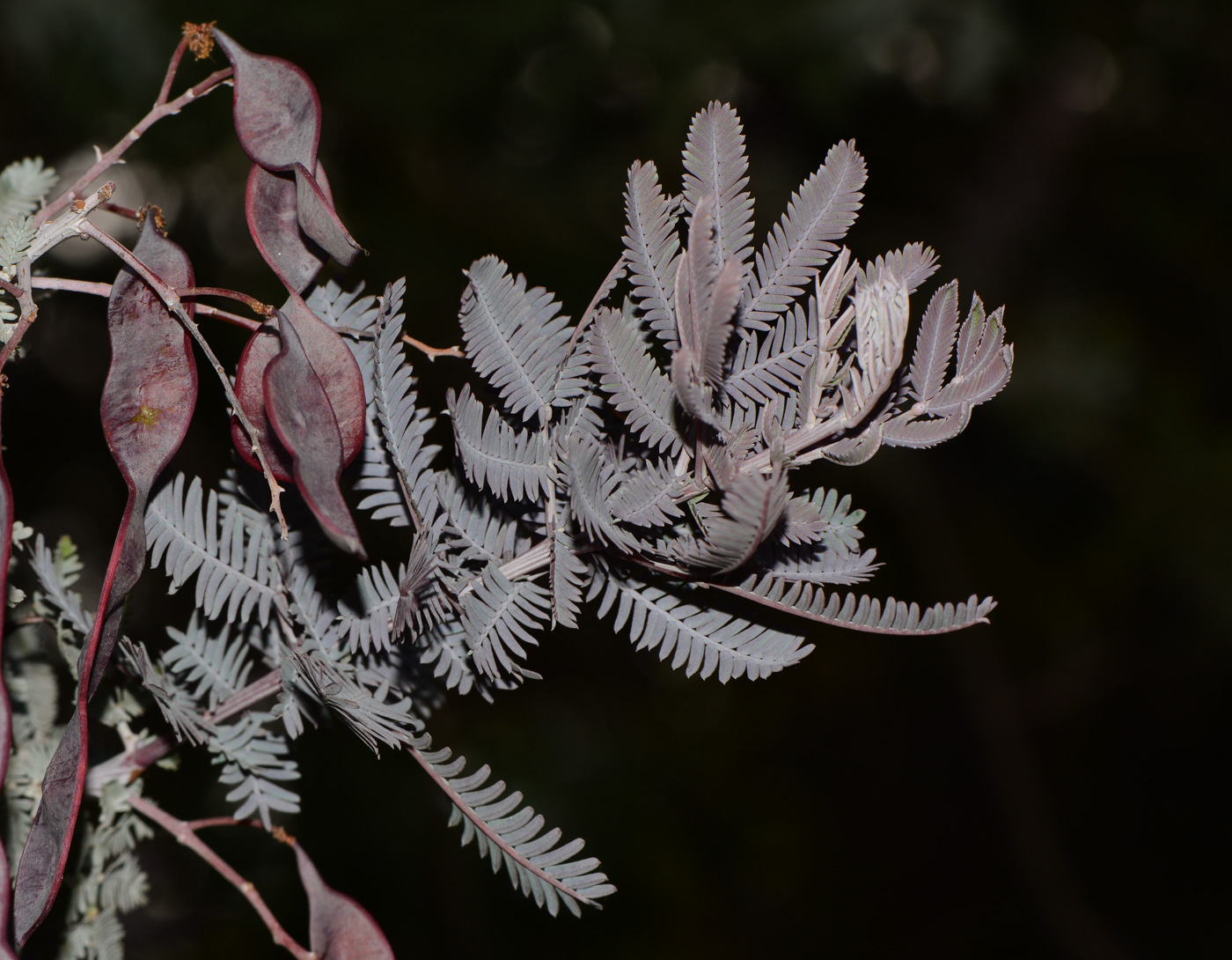 Изображение особи Acacia baileyana.