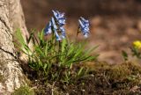 Corydalis ambigua