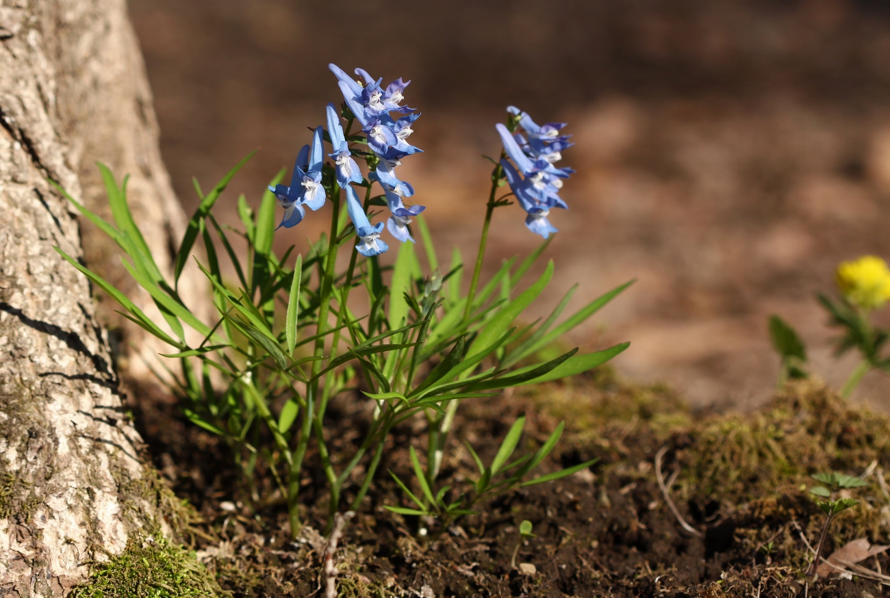 Изображение особи Corydalis ambigua.