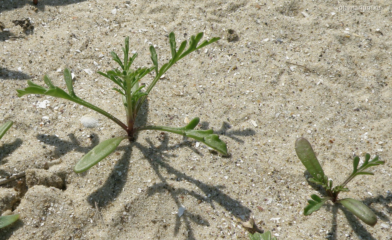 Image of Cakile euxina specimen.