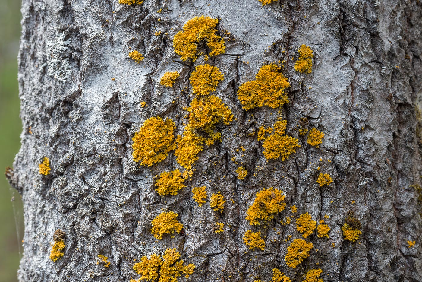 Изображение особи Oxneria ulophyllodes.