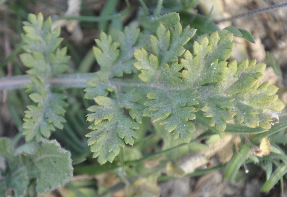 Изображение особи род Papaver.