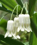 Polygonatum sewerzowii