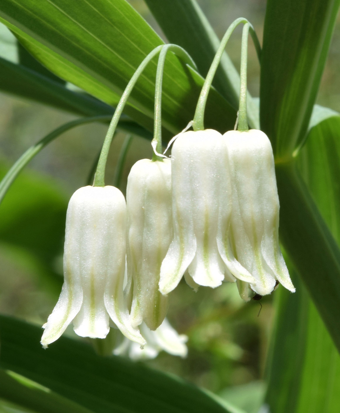 Image of Polygonatum sewerzowii specimen.