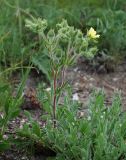 Potentilla recta ssp. pilosa