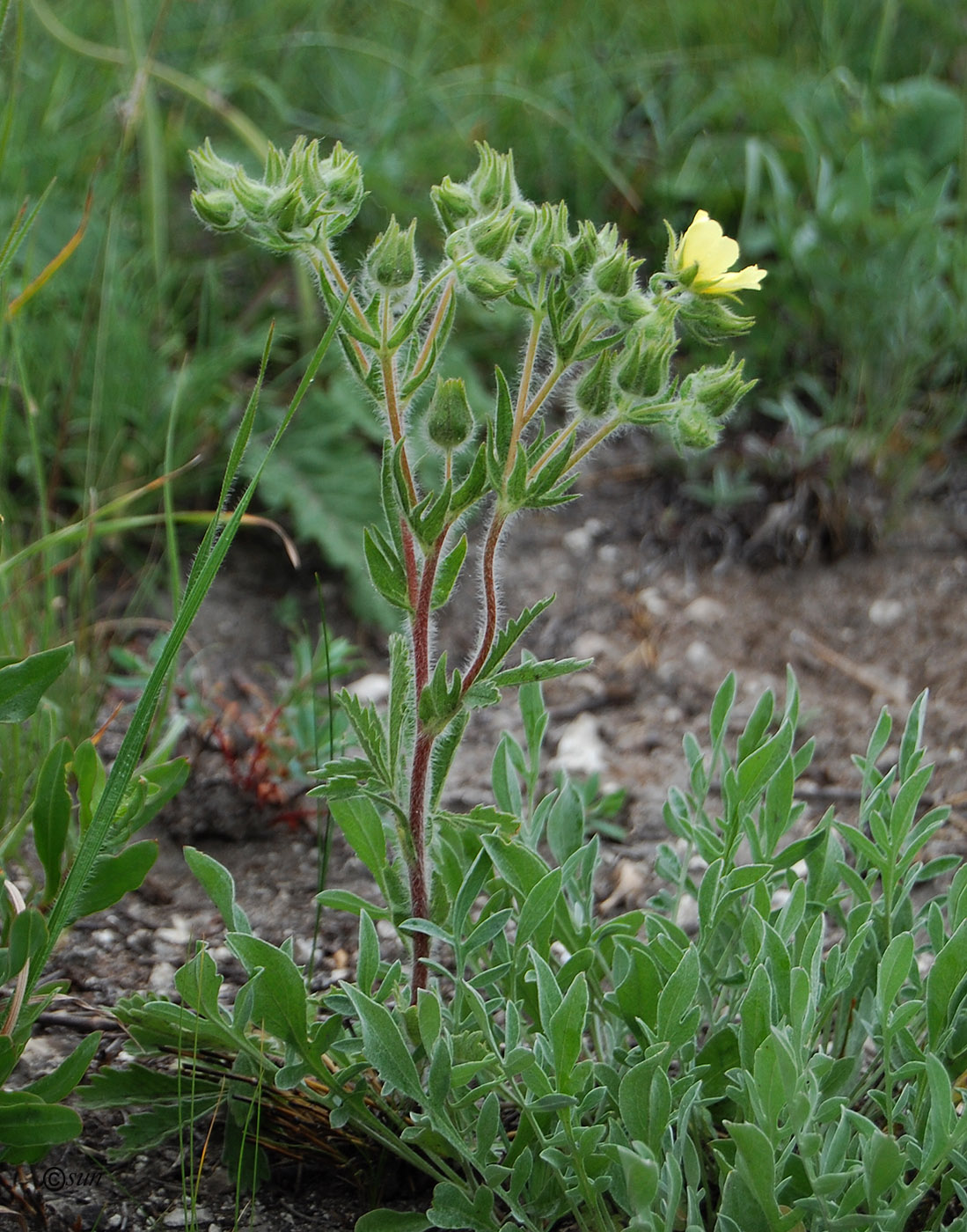 Изображение особи Potentilla recta ssp. pilosa.