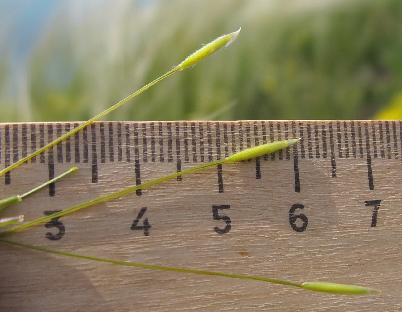 Image of Stipa lessingiana specimen.