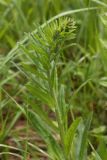 Echium vulgare