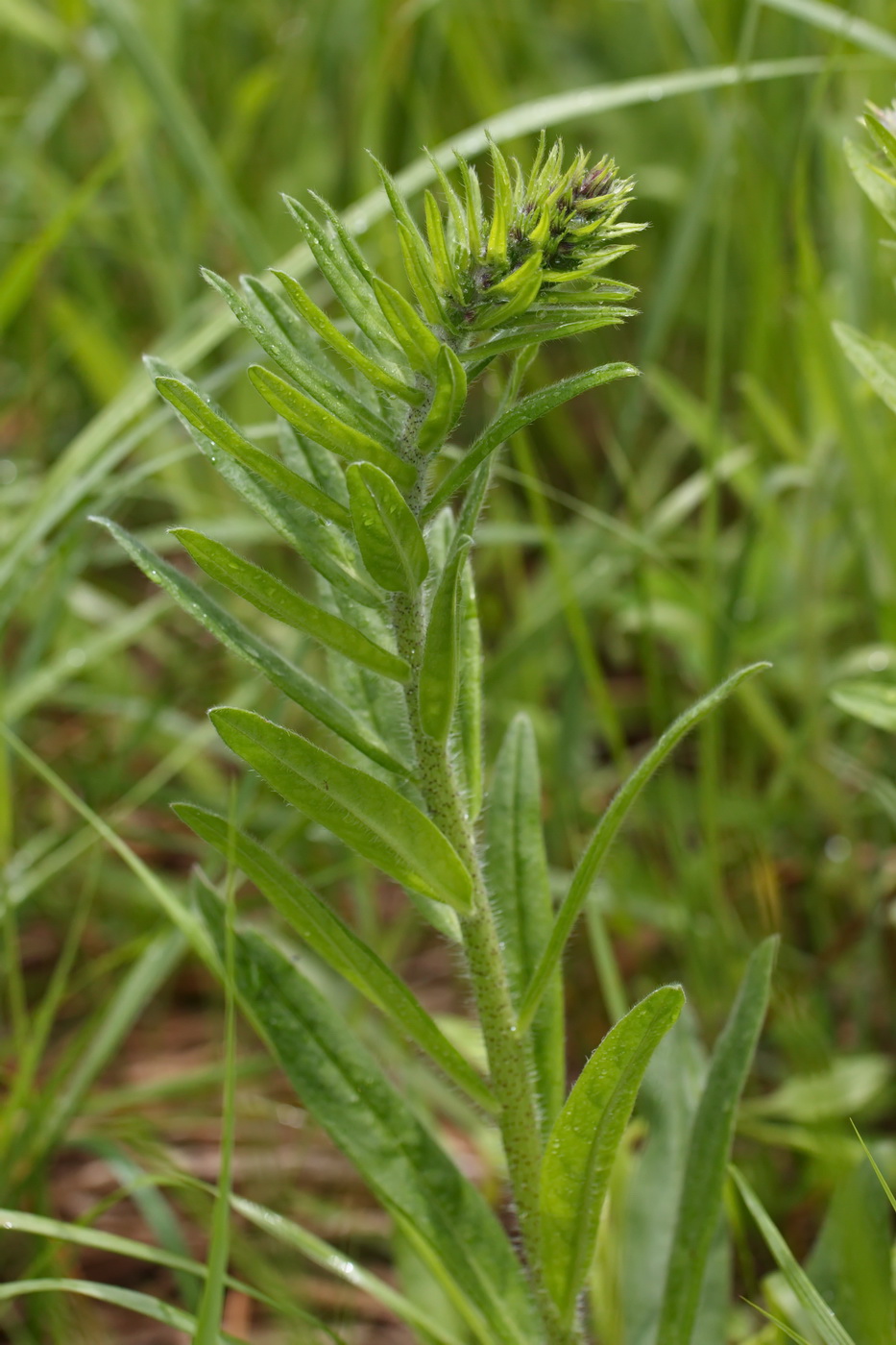 Изображение особи Echium vulgare.