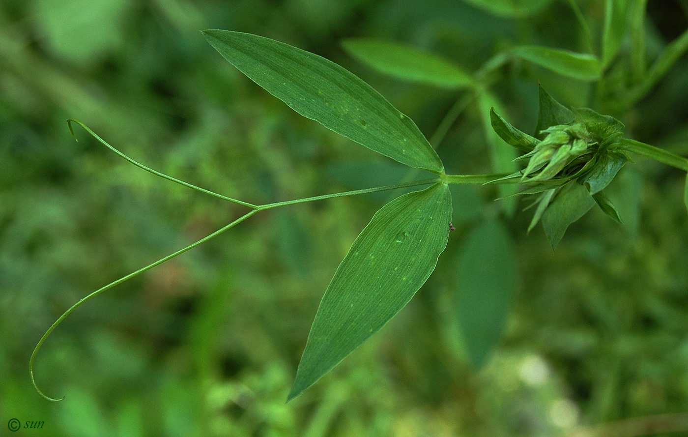 Изображение особи Lathyrus pratensis.