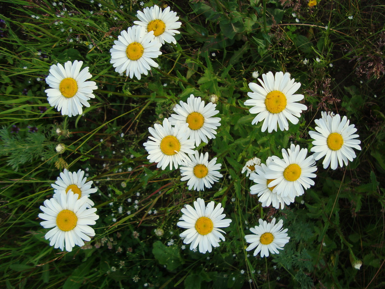 Изображение особи Leucanthemum ircutianum.