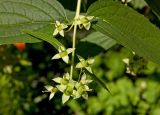 Philadelphus coronarius. Завязавшиеся плоды и листья. Пермь, Свердловский р-н, в озеленении двора. 13 июля 2017 г.