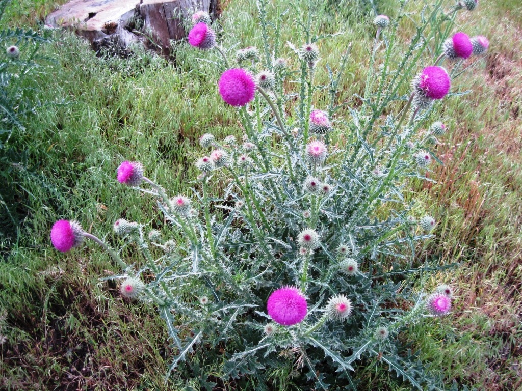 Image of Carduus uncinatus specimen.