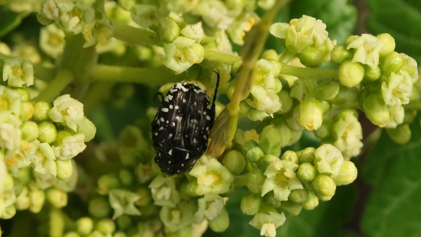 Image of Rhus coriaria specimen.