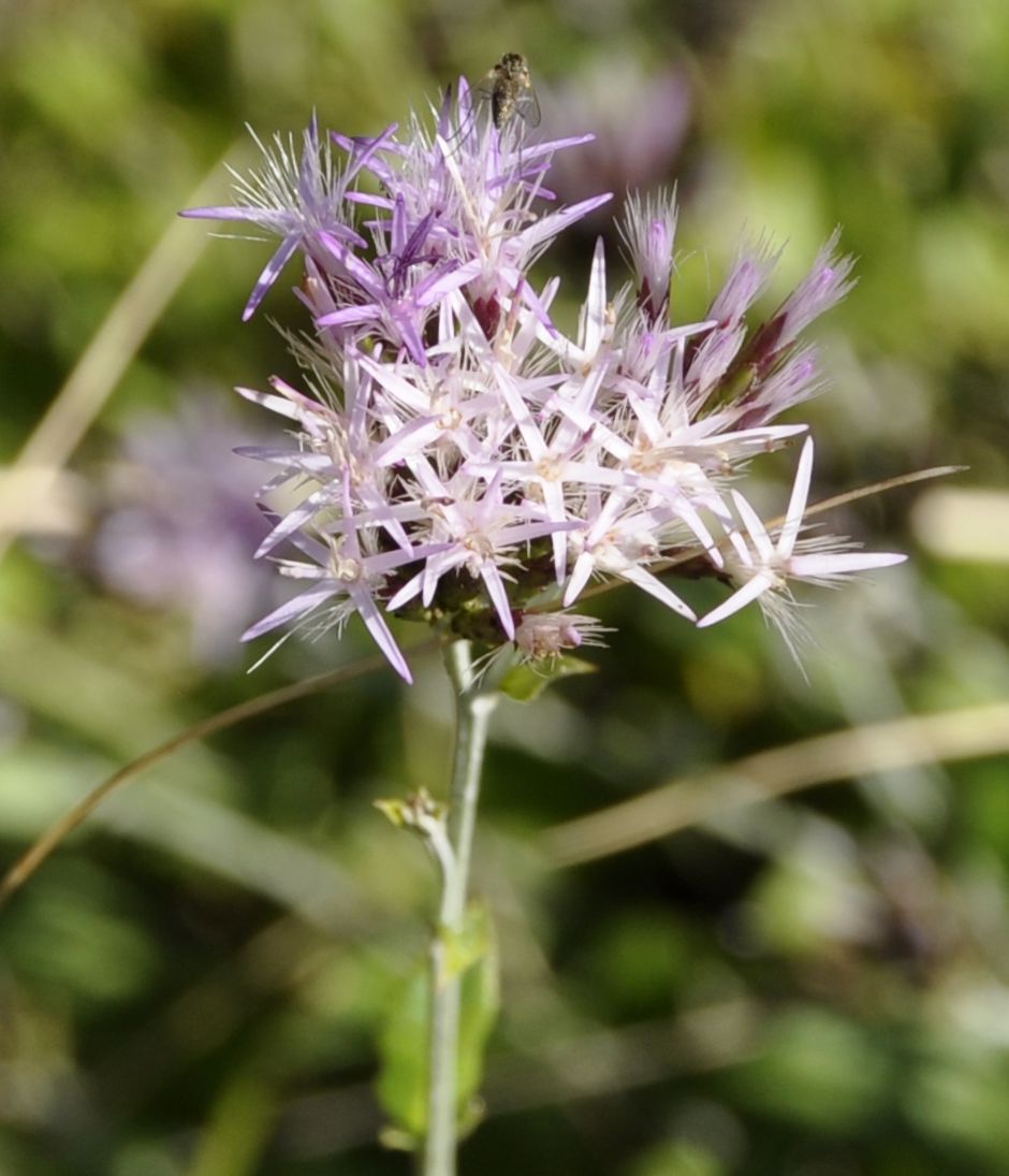 Image of Staehelina uniflosculosa specimen.