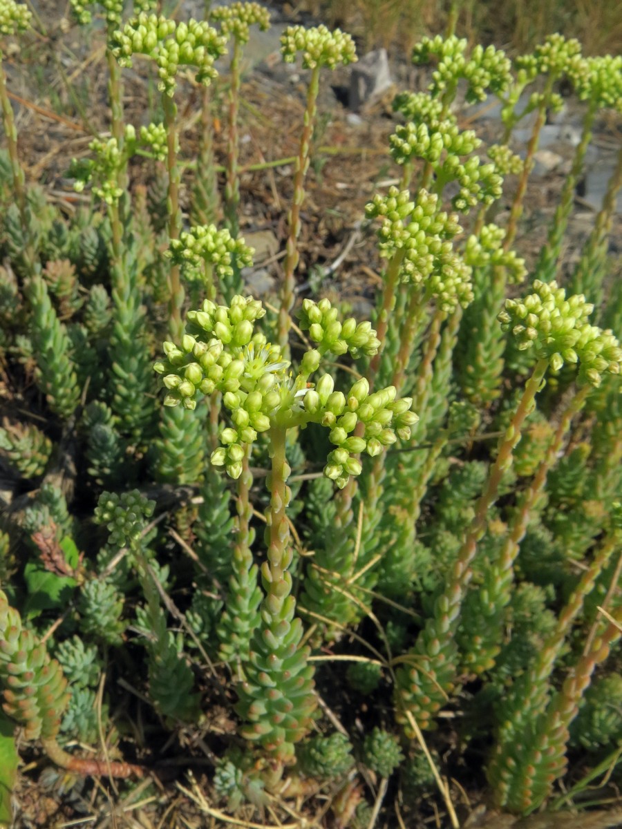 Image of Sedum sediforme specimen.