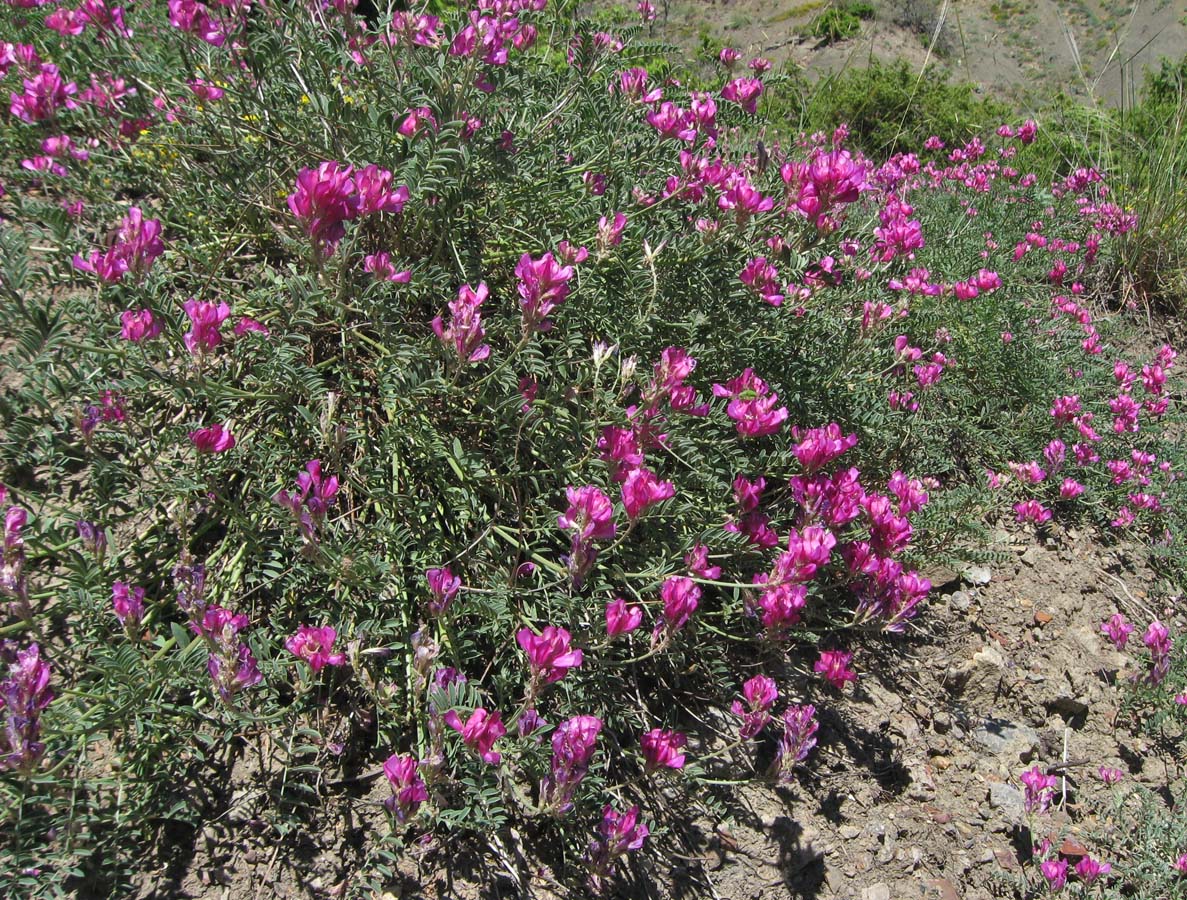 Image of Hedysarum tauricum specimen.