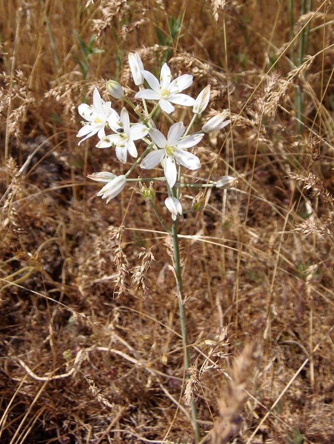 Изображение особи Ornithogalum fischerianum.