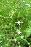 Juncus bufonius