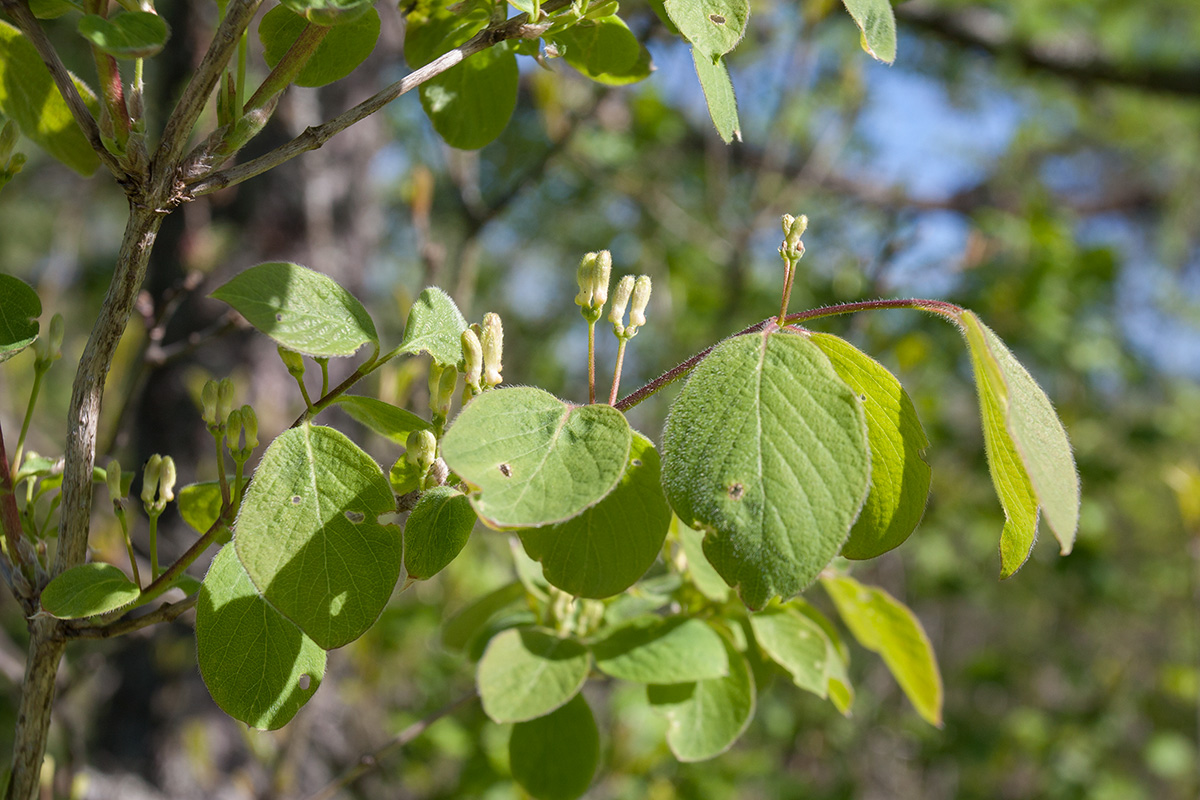 Изображение особи Lonicera xylosteum.