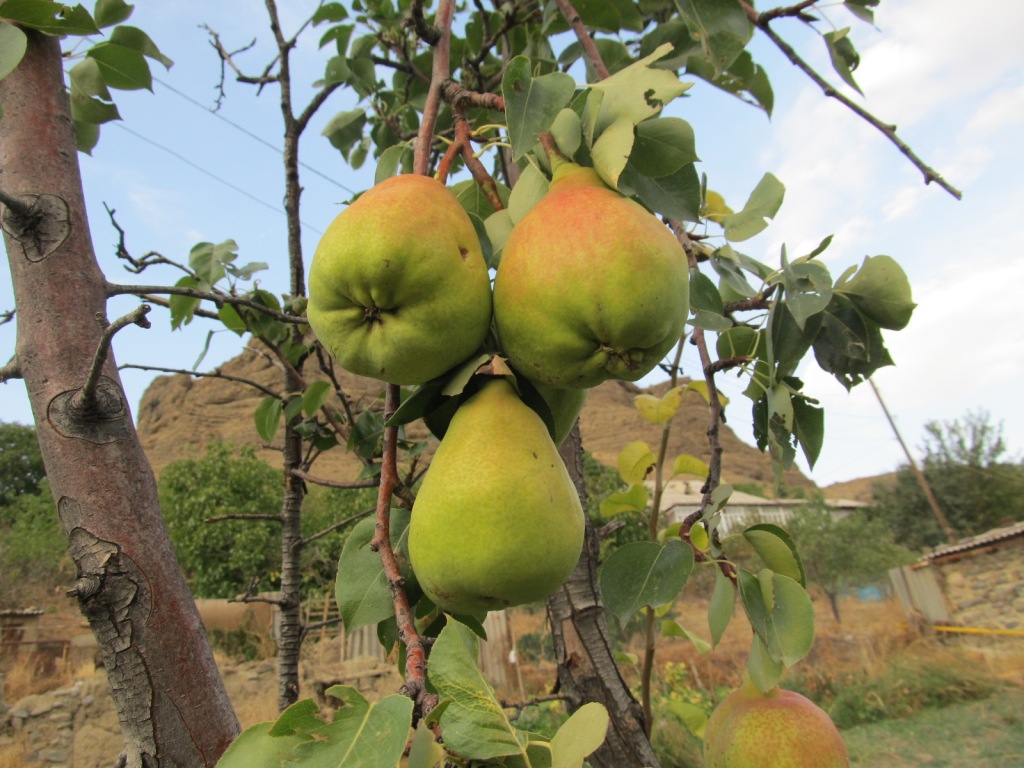 Image of Pyrus communis specimen.