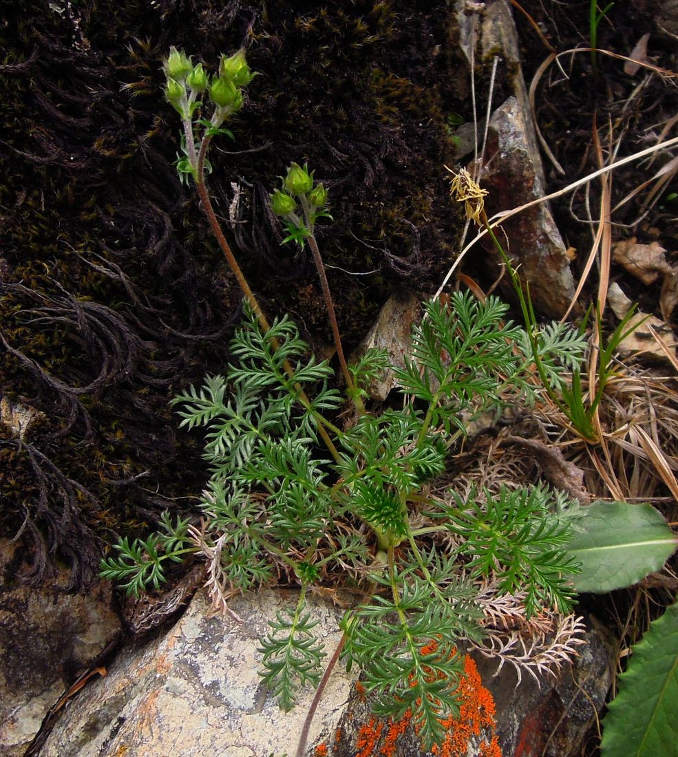 Изображение особи Potentilla czerepninii.