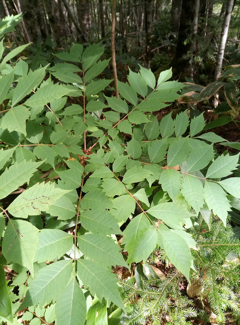 Изображение особи Toxicodendron trichocarpum.