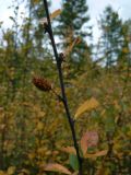 Betula divaricata