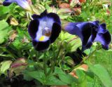 Torenia fournieri. Верхушка цветущего растения. Коми, окр. г. Сыктывкар, дачный участок, клумба. 22.08.2016.