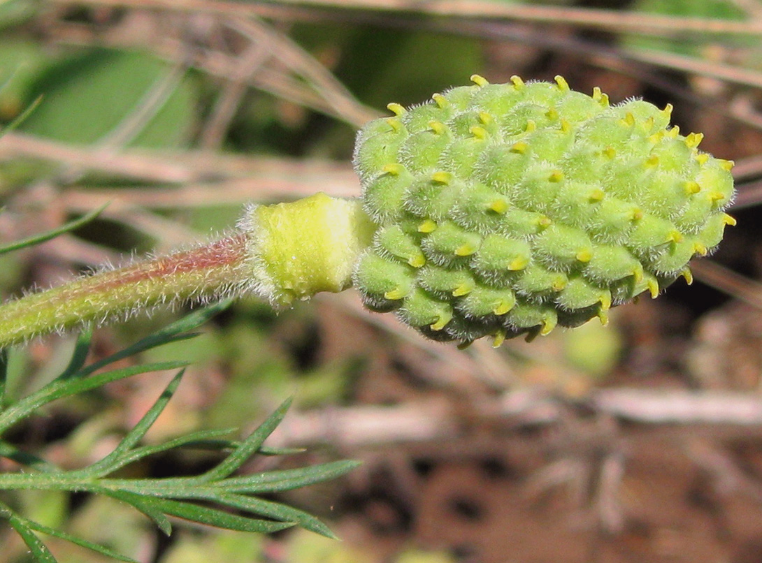 Изображение особи Adonis vernalis.